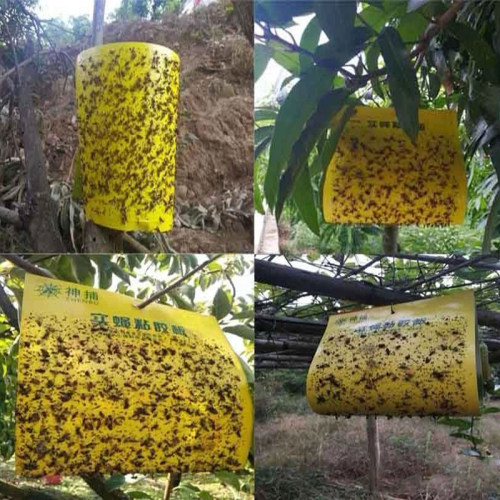稳诱实蝇粘胶板果蝇贴针蜂粘虫板大食蝇贴果园诱虫板信息素实蝇板 - 图1
