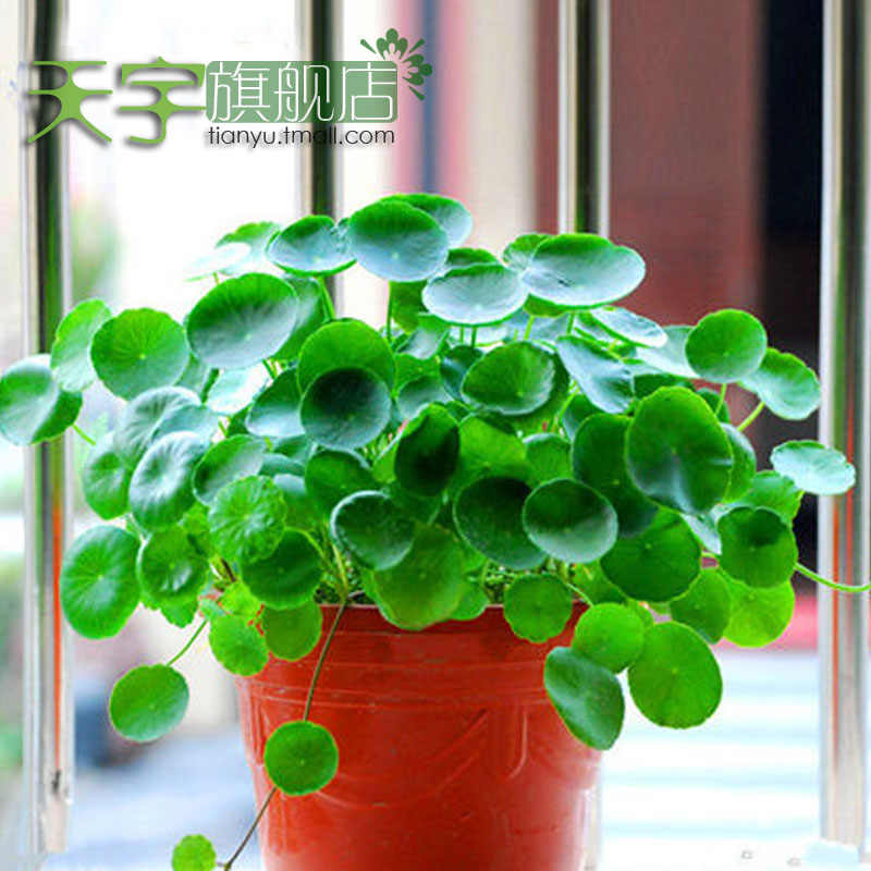 适合室内的花 新人首单立减十元 21年9月 淘宝海外