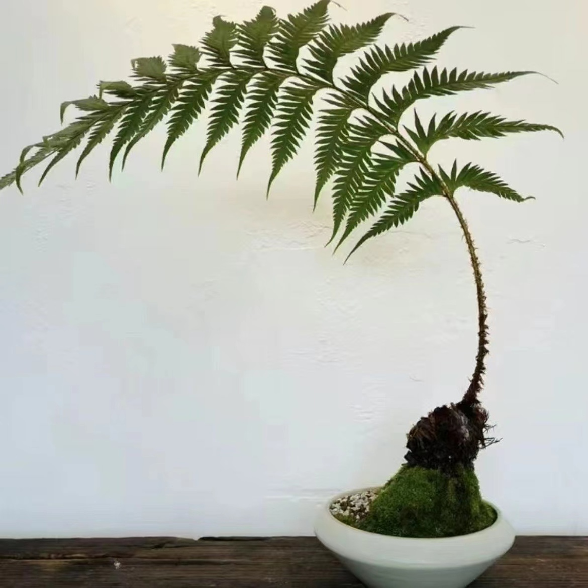 狗脊蕨类植物盆栽一叶禅蕨类绿植室猴网红蕨类室内狗凤尾水草 - 图0