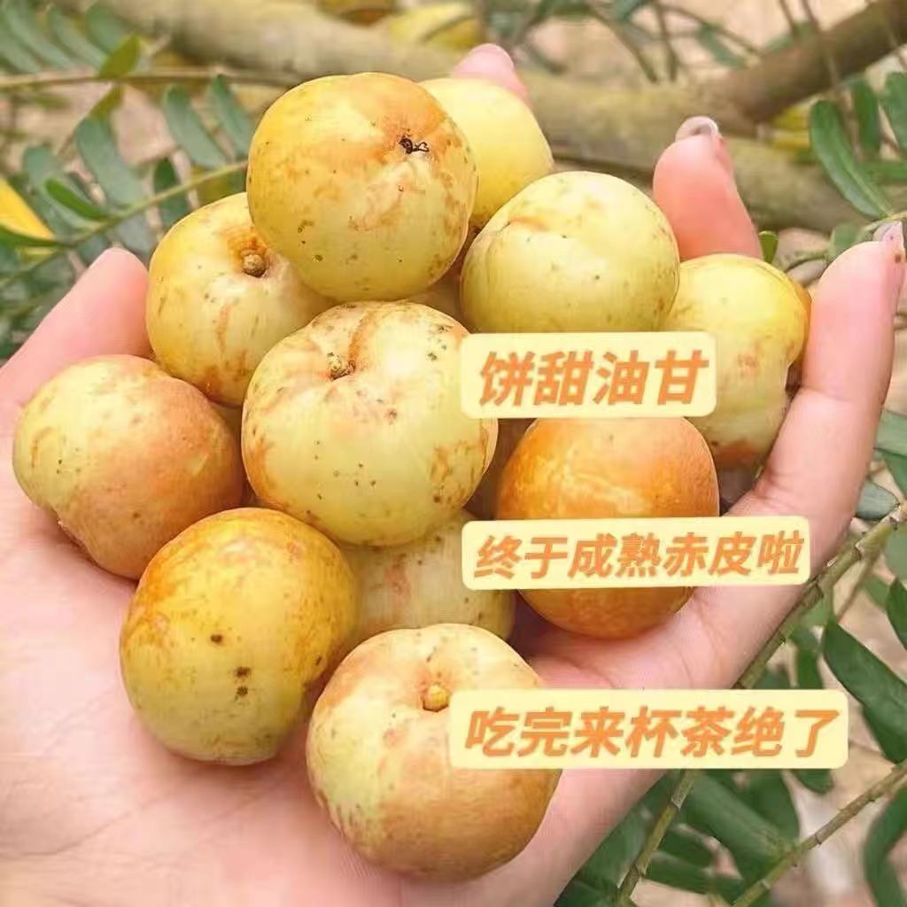 潮汕油柑王新鲜柿饼甜油甘果甜种油甘余甘水果丙甜油柑冰糖甜油甘 - 图0