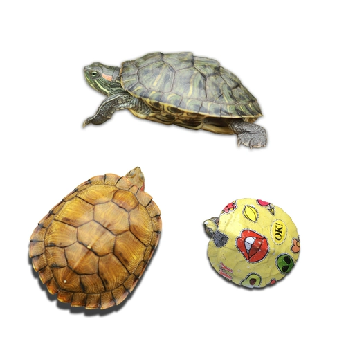 Черепаха Live Big Brazilian Turtle Live Turtle Pets китайские саженцы черепахи Cao