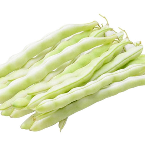 无筋九粒白种子菜芸豆籽搭架豆角四季豆蔬菜孑春秋季农家美银一号 - 图3