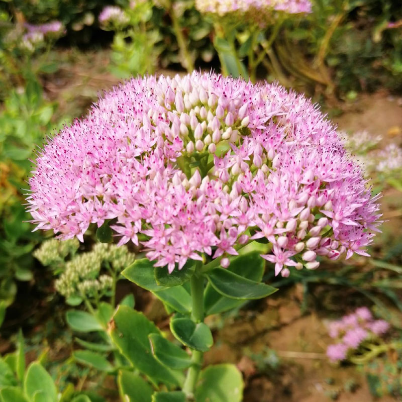 八宝景天花苗庭院耐寒易活工程绿化宿根花卉园林观赏景观花室外花 - 图0