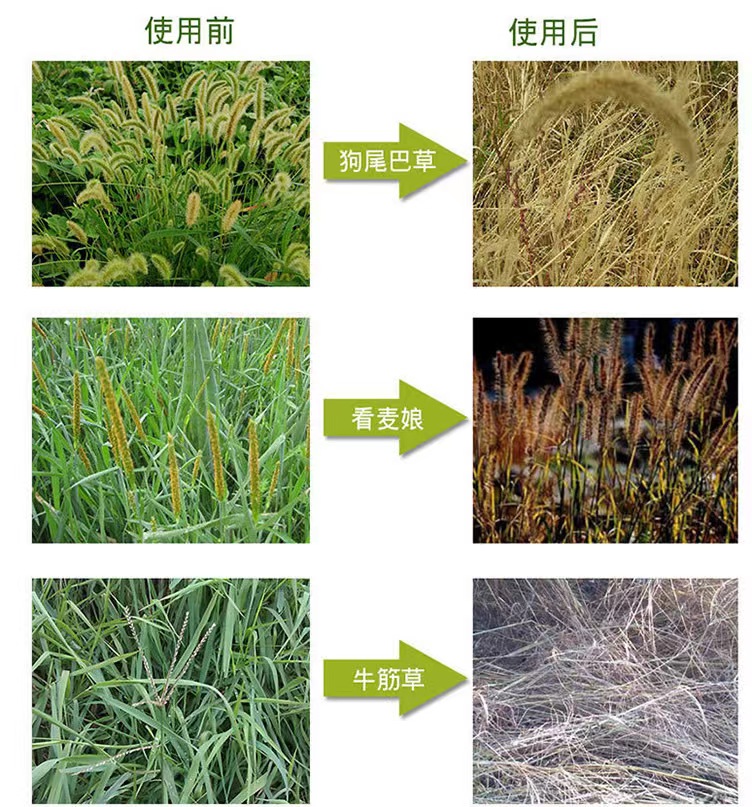 正品草甘膦杂草除草剂灭生性烂根林地荒地除草农药农资厂家直销 - 图3