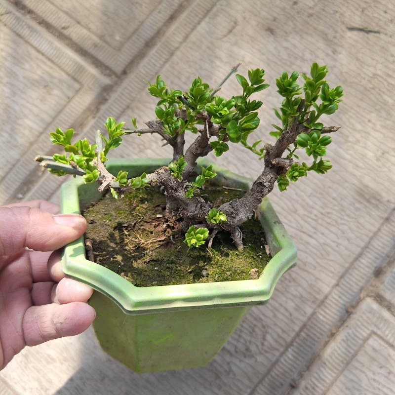 包邮迎春盆景盆栽老桩庭院绿化报春花观赏花卉耐寒迎春花新绿直销,淘宝优惠券,粉丝福利购,淘宝优惠卷