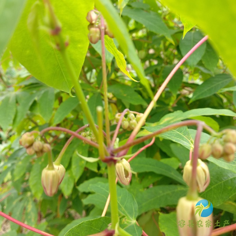 广西高产红皮白肉食用面包木薯种茎杆 山坡木薯种苗种子5斤装包邮 - 图1