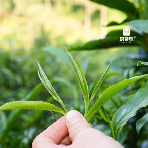 洪普号2021秋执着昔归生茶古树纯料云南普洱茶800年饼茶200g - 图1