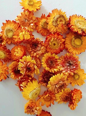 100朵自然七彩真干花雏菊多品种diy材料包装饰相框幼儿园手工制作