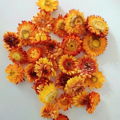 100朵自然七彩真干花雏菊多品种diy材料包装饰相框幼儿园手工制作 - 图1
