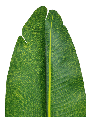 绿色叶子森系仿真植物