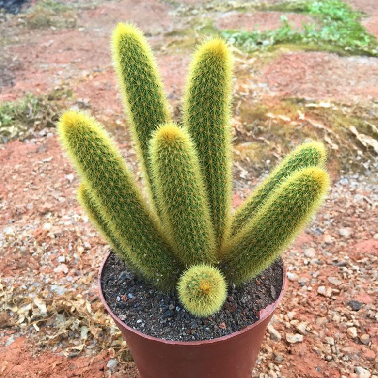 开花多肉植物黄金条黄金纽仙人掌科盆栽奇趣软毛开花仙人球猴尾柱 - 图2