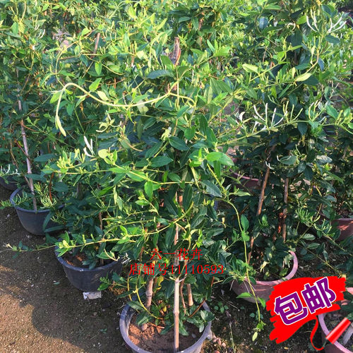 金银花苗耐热耐寒植物鸳鸯藤树苗爬藤攀援花卉浓香金银花盆栽食用 - 图0