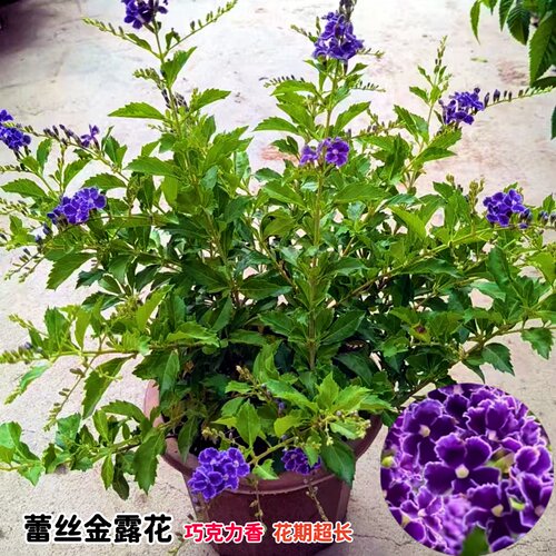 蕾丝金露花盆栽 巧克力花苗 甘露花多年生植物室内外盆栽花苗好养 - 图1