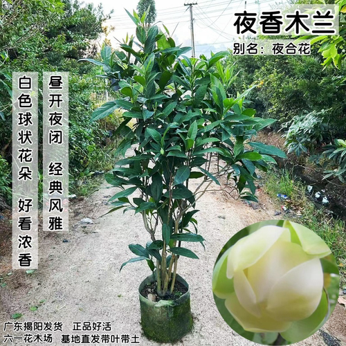 夜合花苗 浓香花朵超大 夜香木兰花 武夷木莲花 当年开花植物盆栽 - 图2