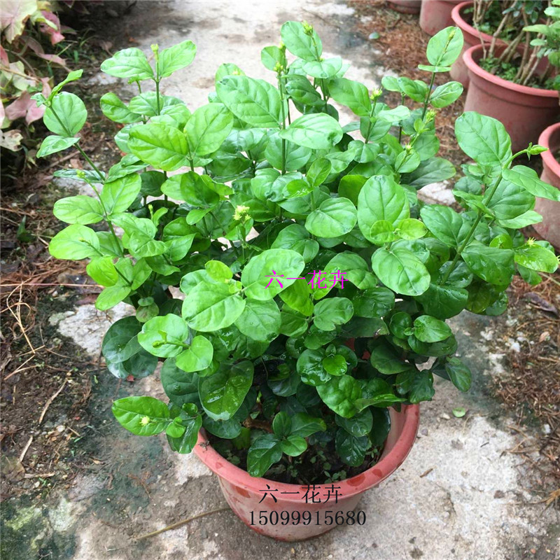 宝珠茉莉超重瓣圆叶茉莉花盆栽四季浓香花卉虎头茉莉宝珠小荷花-图2