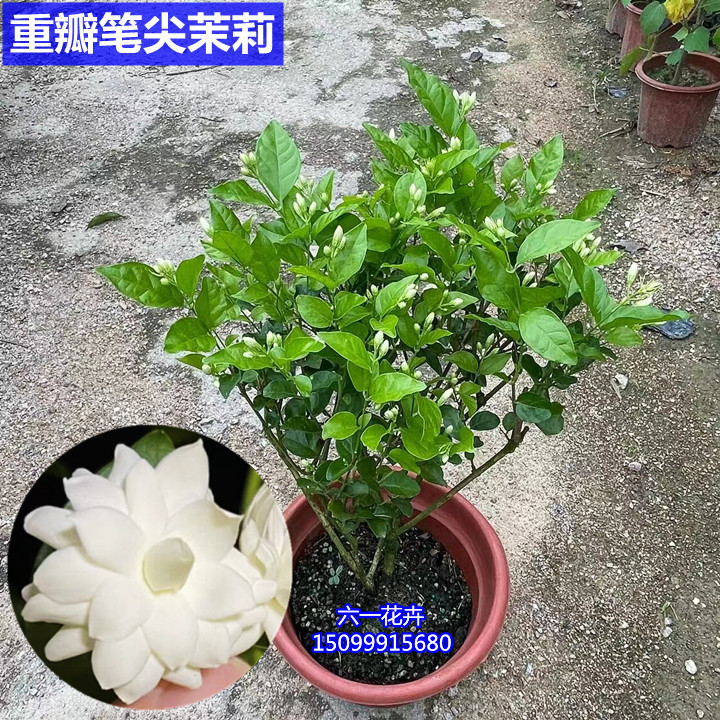 重瓣笔尖茉莉花苗 开花浓香盆栽 当年开花不断室内外庭院木本花卉 - 图2