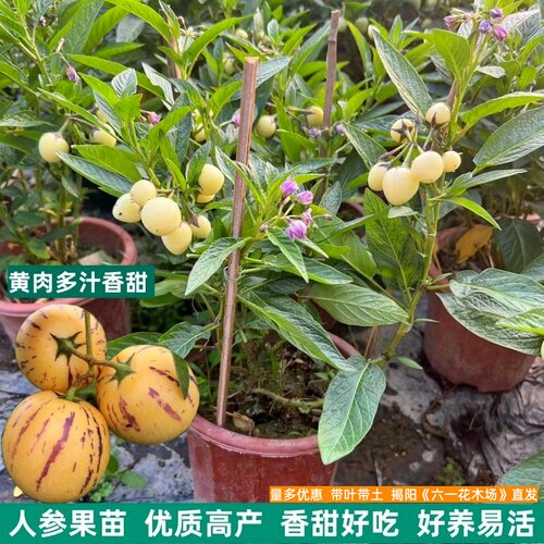 当年结果人参果盆栽四季人生果树苗仙桃苗食用长寿果苗正宗水果苗 - 图0