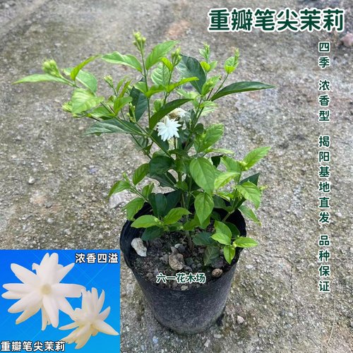 重瓣笔尖茉莉花苗 浓香茉莉盆栽 当年开花不断室内外庭院木本花卉 - 图1