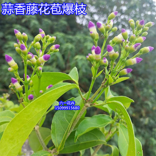 蒜香藤花苗 紫铃藤花 耐晒爬藤植物四季庭院阳台垂吊攀爬围墙植物 - 图1