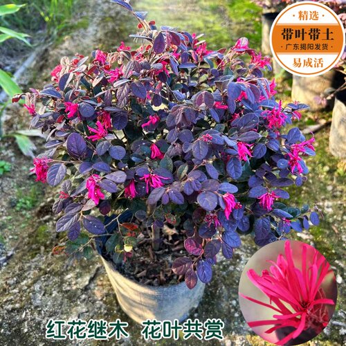 红继木苗绿化花苗红花檵木苗耐晒耐寒植物开花四季常青红桎木树苗 - 图1