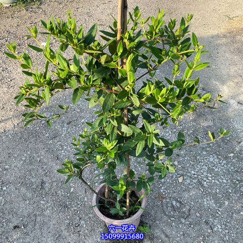 金银花苗耐热耐寒植物鸳鸯藤树苗爬藤攀援花卉浓香金银花盆栽食用 - 图1