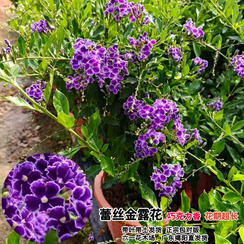 蕾丝金露花盆栽 巧克力花苗 甘露花多年生植物室内外盆栽花苗好养 - 图0