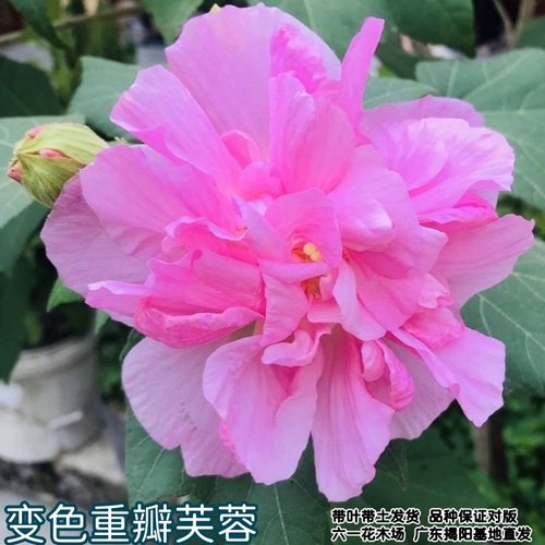 当年开花盆栽重瓣醉芙蓉花苗 木芙蓉 三醉芙蓉变色耐寒室内外绿化 - 图0