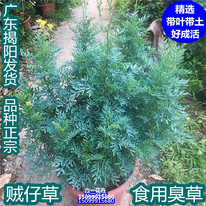 贼仔草中药材芸香草香艾盆栽臭草散瘀止血扒龟草香茅筋骨草-图2