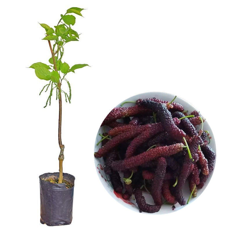 正宗四季台湾长果桑苗带果嫁接桑葚树苗无籽黑桑果树桑葚当年结果,淘宝优惠券,粉丝福利购,淘宝优惠卷