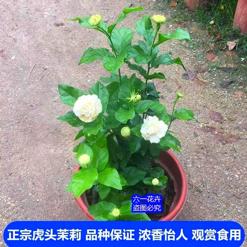 虎头茉莉花 超重瓣四季常青浓香盆栽 大花茉莉多年生植物开花不断 - 图1