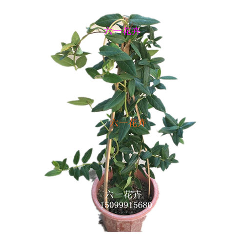 金银花苗耐热耐寒植物鸳鸯藤树苗爬藤攀援花卉浓香金银花盆栽食用 - 图3