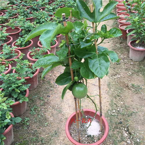 百香果苗当年结果爬藤盆栽鸡蛋果苗满天星百香果树水果苗四季种植 - 图0