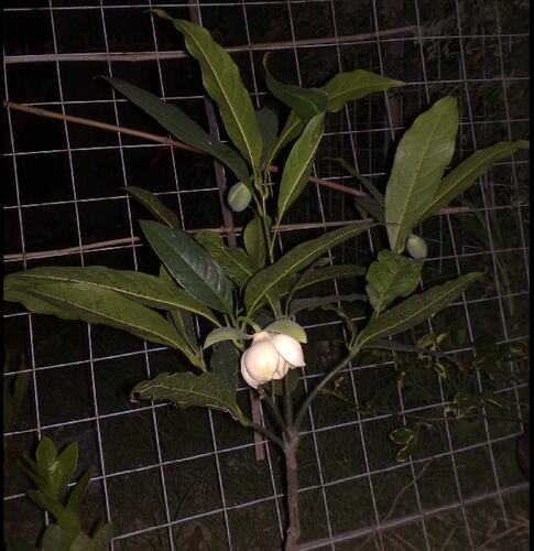 夜合花苗 浓香花朵超大 夜香木兰花 武夷木莲花 当年开花植物盆栽 - 图3