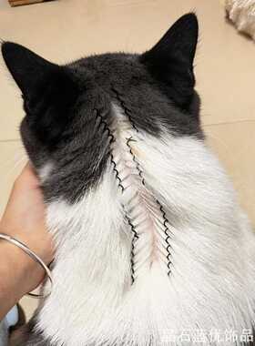 发夹夹子猫咪驱虫分毛夹精致宠物发夹具宠物发夹狗狗ins风