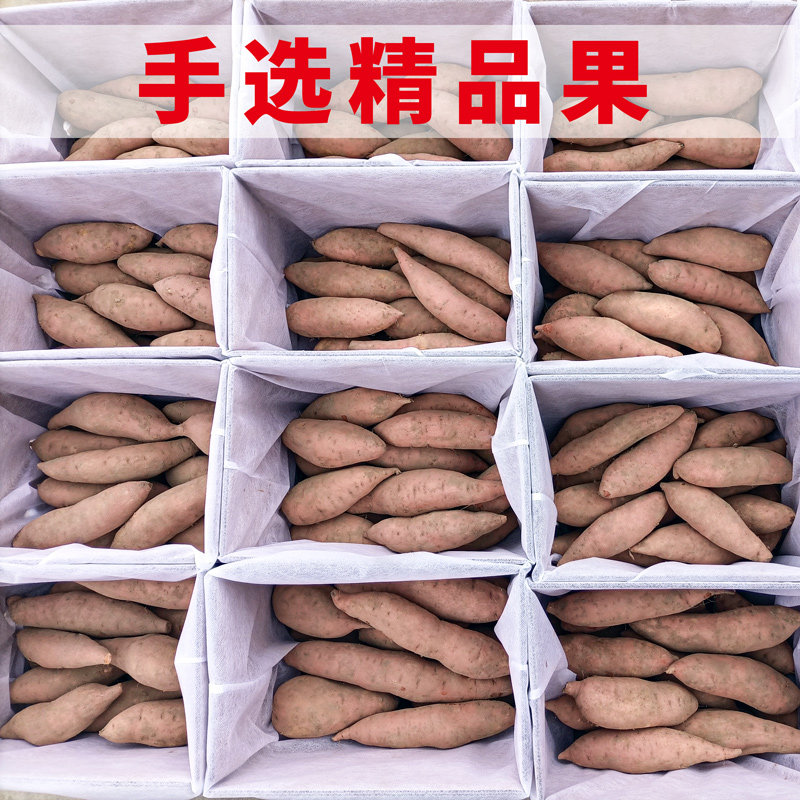 正宗新鲜黄心农家小红10斤板栗红薯 沁园春水果番薯