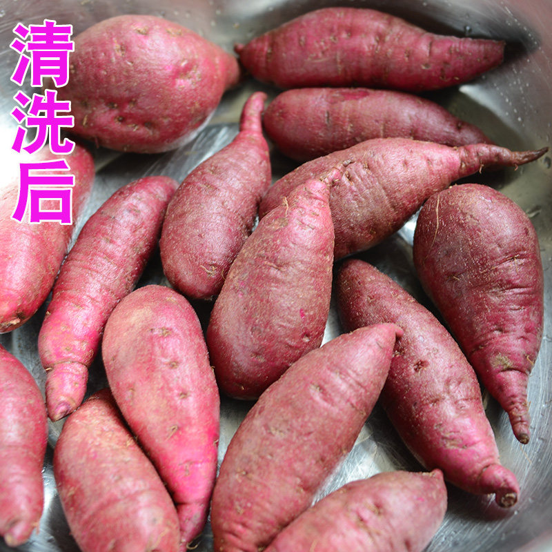 新鲜农家自种包邮10斤板栗红薯 沁园春水果番薯