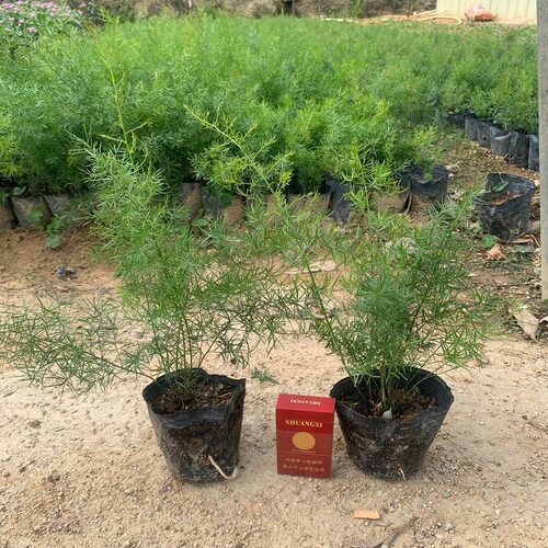 花卉天门冬苗中草药苗武竹天冬盆栽观叶常青室内垂吊耐阴植物 - 图1