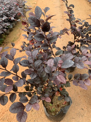 热销花卉红继木苗红石楠阳台庭院室外盆栽植物红花绿化苗 - 图2