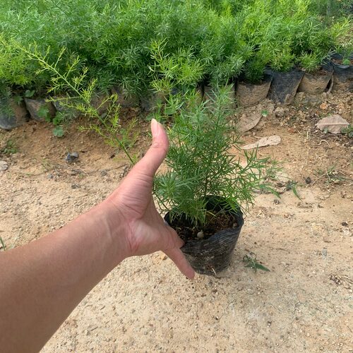 花卉天门冬苗中草药苗武竹天冬盆栽观叶常青室内垂吊耐阴植物 - 图3