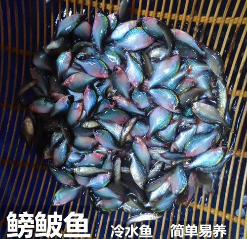 鳑鲏鱼观赏鱼冷水鱼原生鱼七彩旁皮鱼高体旁皮活体小型淡水鱼好养 - 图2