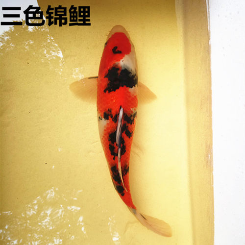 纯种日本锦鲤活体观赏风水冷水招财鱼苗大正三色淡水鱼包活运到 - 图2