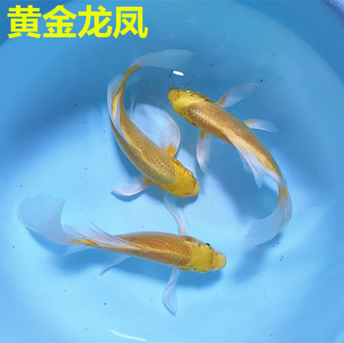 黄金锦鲤纯种锦鲤活体观赏鱼风水鱼龙凤锦鲤鱼苗冷水鱼金色淡水鱼 - 图2