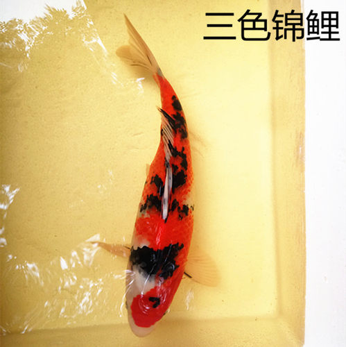 纯种日本锦鲤活体观赏风水冷水招财鱼苗大正三色淡水鱼包活运到 - 图1