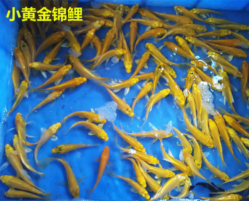 黄金锦鲤纯种锦鲤活体观赏鱼风水鱼龙凤锦鲤鱼苗冷水鱼金色淡水鱼 - 图0