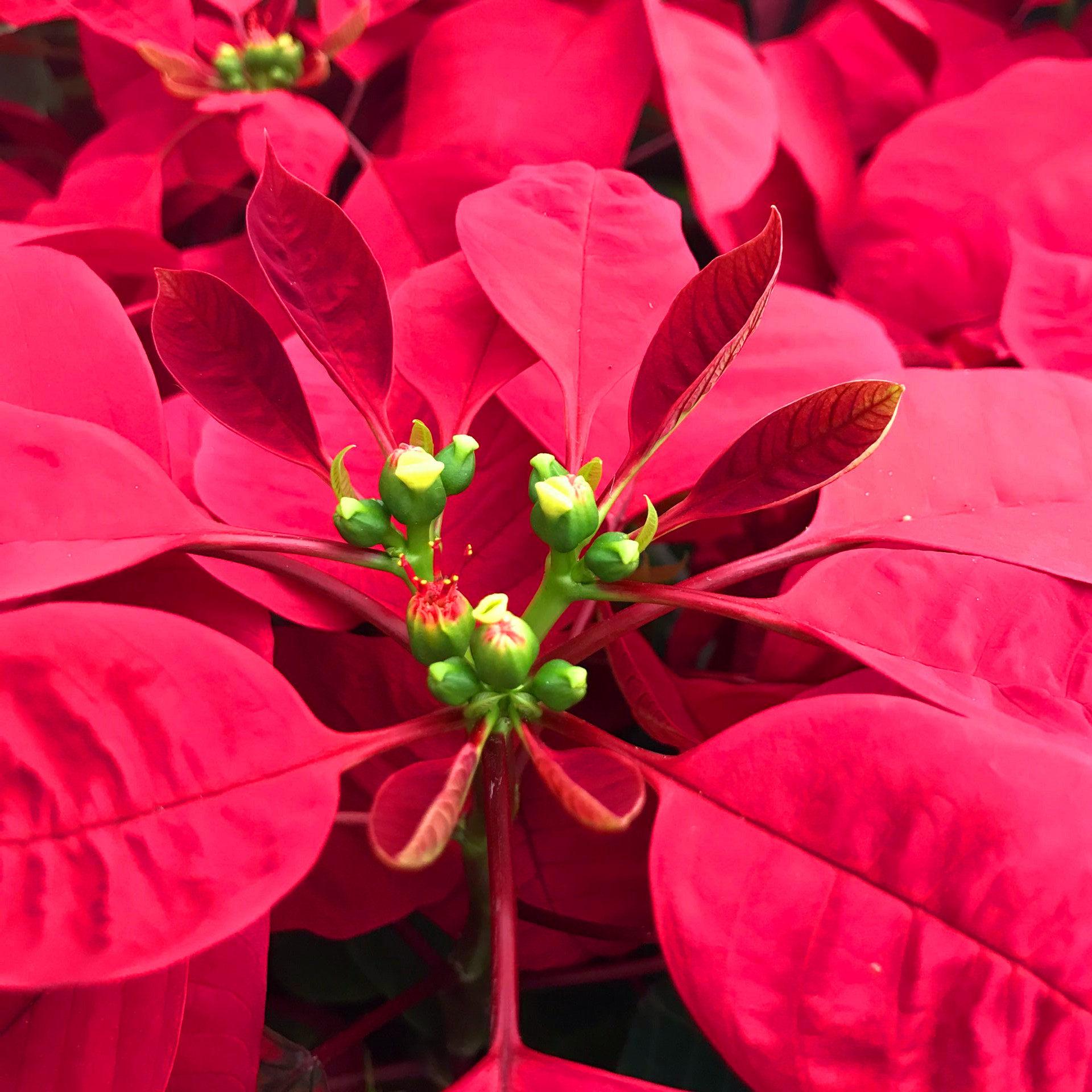 室内盆栽圣诞花卉一品红花中之一品红又名万年红向阳红观叶花卉