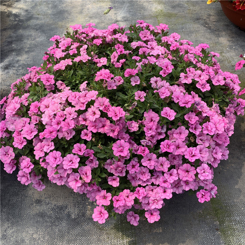 百万小玲矮牵牛盆栽花苗牵牛花舞春花喇叭花盆栽绿植带花发货包邮,淘宝优惠券,粉丝福利购,淘宝优惠卷