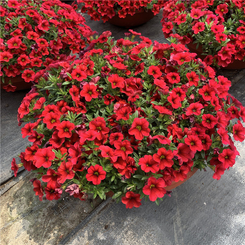 百万小玲矮牵牛盆栽花苗牵牛花舞春花喇叭花盆栽绿植带花发货包邮,淘宝优惠券,粉丝福利购,淘宝优惠卷