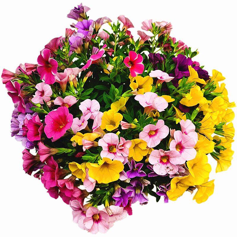 百万小玲矮牵牛盆栽花苗牵牛花舞春花喇叭花盆栽绿植带花发货包邮,淘宝优惠券,粉丝福利购,淘宝优惠卷