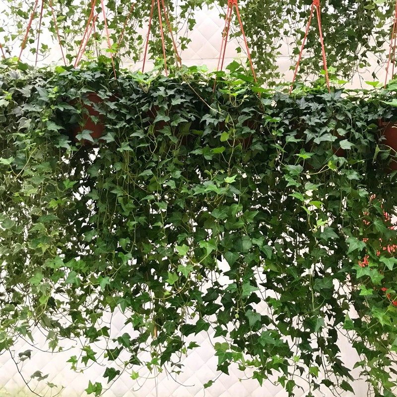 常春藤盆栽植物室内垂吊长春藤吸甲醛四季爬藤常青藤包邮_虎窝淘