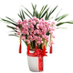 Cymbidium bud orchid seedlings Spring Festival